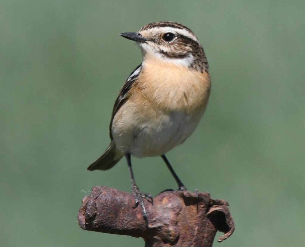 Braunkehlchen